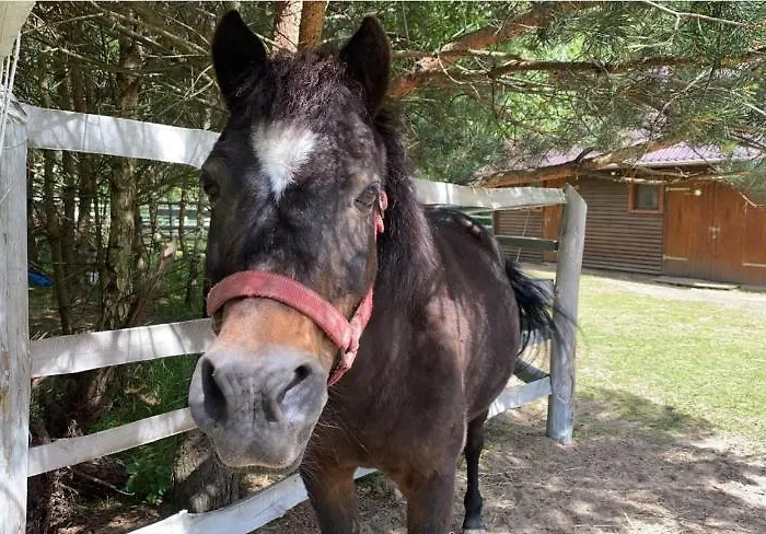 Skrzynia Dom wakacyjny Skrzynia